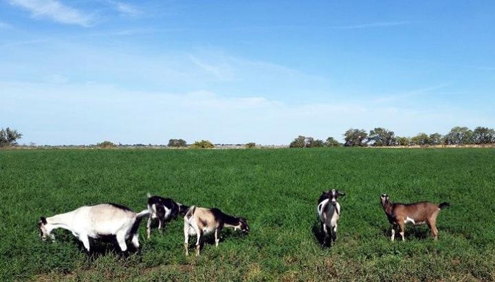 Filename: Edge of hay field.jpg
Size: 93.31 KB
09-29-2014, 09:12 PM