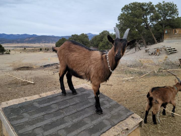 Filename: 2022 goats.jpg
Size: 299.02 KB
01-20-2022, 02:24 PM