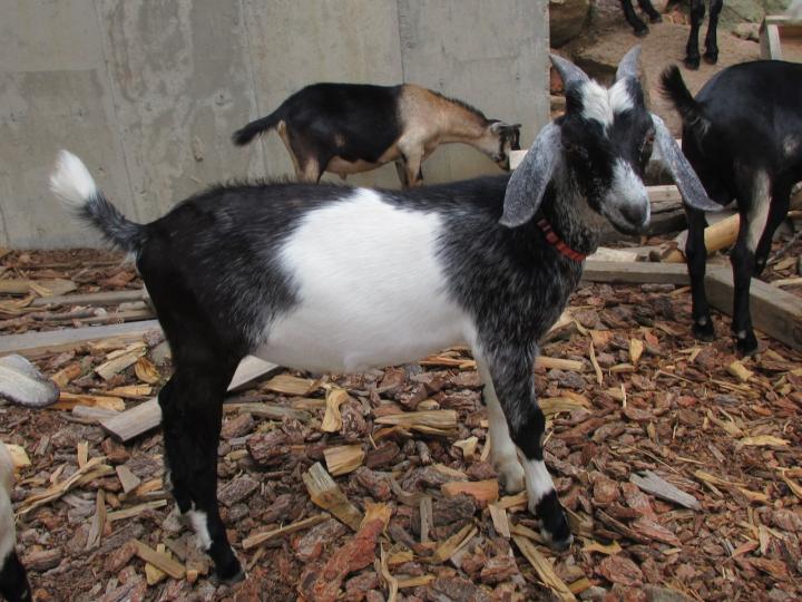 Filename: 7-30-22.Spats_2.jpeg
Size: 358.76 KB
11-29-2022, 04:20 PM