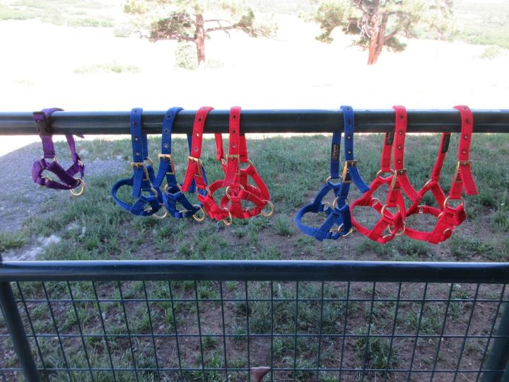 Filename: Halters1.jpeg
Size: 383.48 KB
07-15-2023, 06:28 PM