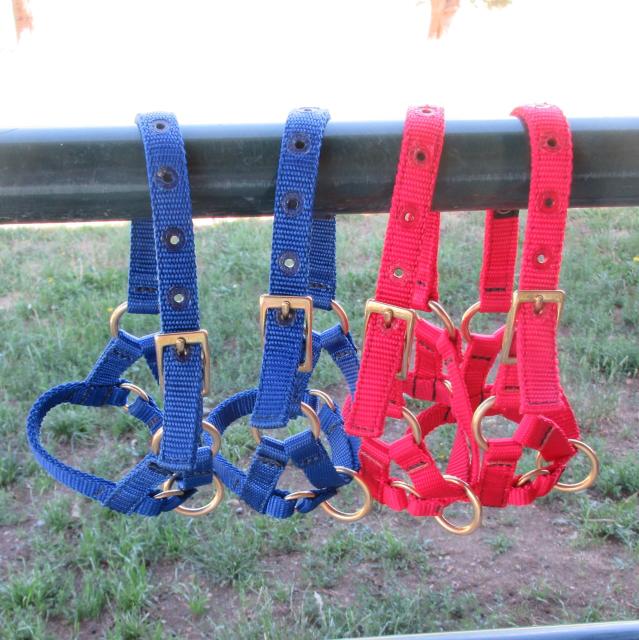 Filename: Size2Halters2.jpeg
Size: 398.38 KB
07-15-2023, 06:28 PM