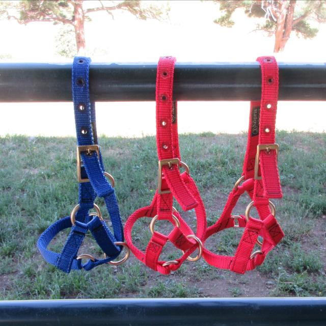 Filename: Size3Halters1.jpeg
Size: 410.48 KB
07-15-2023, 06:28 PM