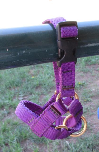Filename: Size1Halter2.jpeg
Size: 205.14 KB
07-15-2023, 06:28 PM
