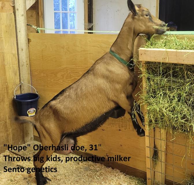 Filename: Hope-Main.jpg
Size: 367.9 KB
05-25-2024, 09:14 AM