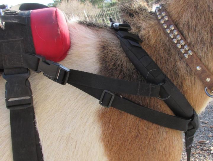 Filename: Yoke Straps.jpeg
Size: 301.89 KB
10-22-2024, 08:40 AM